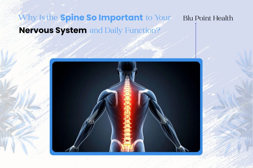 Why Is the Spine So Important to Your Nervous System and Daily Function